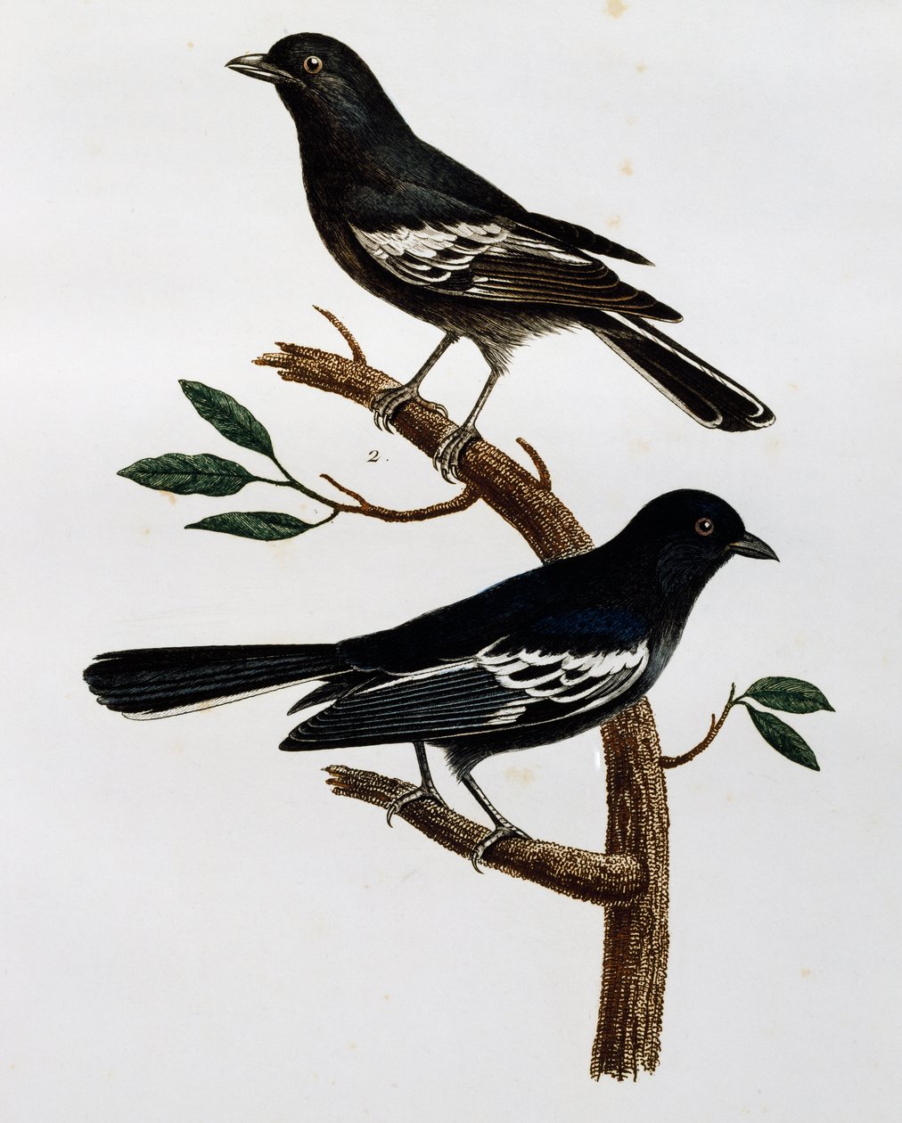 Samiec i samica sikory czarnej (Parus niger), grawerowanie z Histoire Naturelle des Oiseaux d