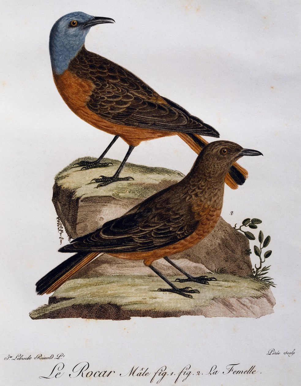 Samiec i samica drozda Cape rock (Monticola rupestris), grawerowanie z Histoire Naturelle des Oiseaux d