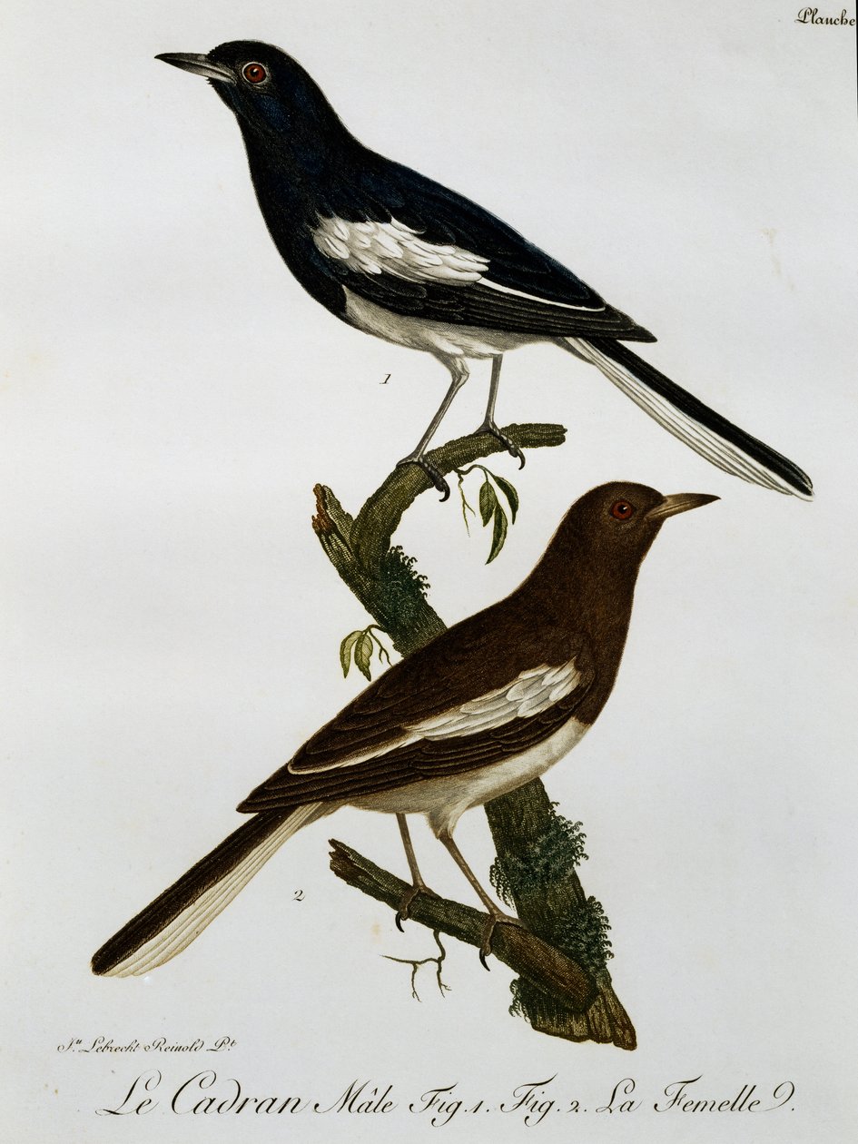 Samiec i samica sroki orientalnej (Copsychus saularis), grawerowanie z Histoire Naturelle des Oiseaux d