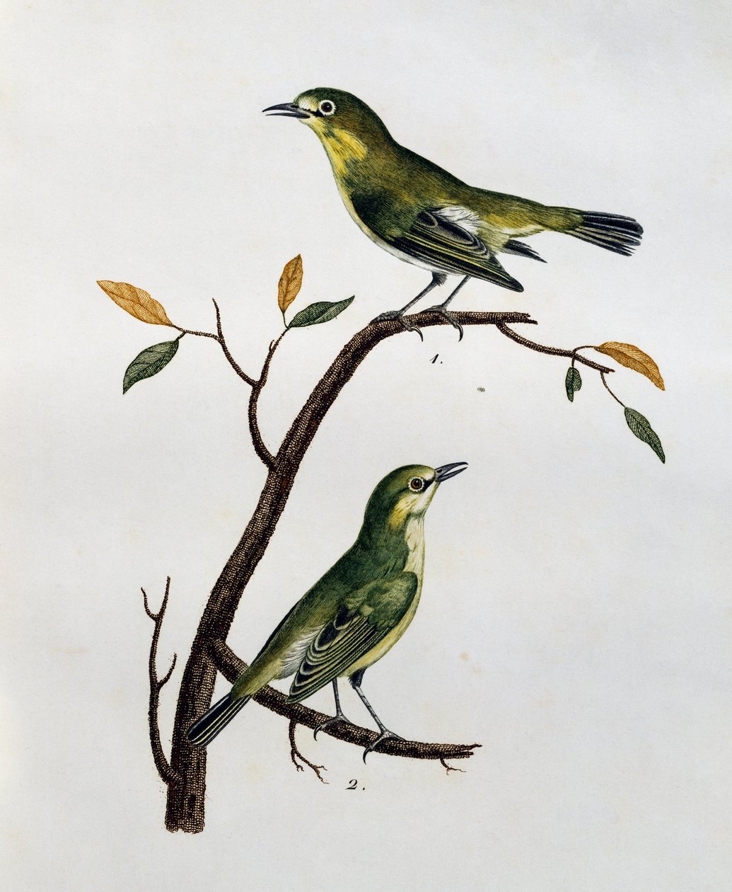 Samiec i samica bladobiałego oka (Zosterops pallidus), grawerowanie z Histoire Naturelle des Oiseaux d
