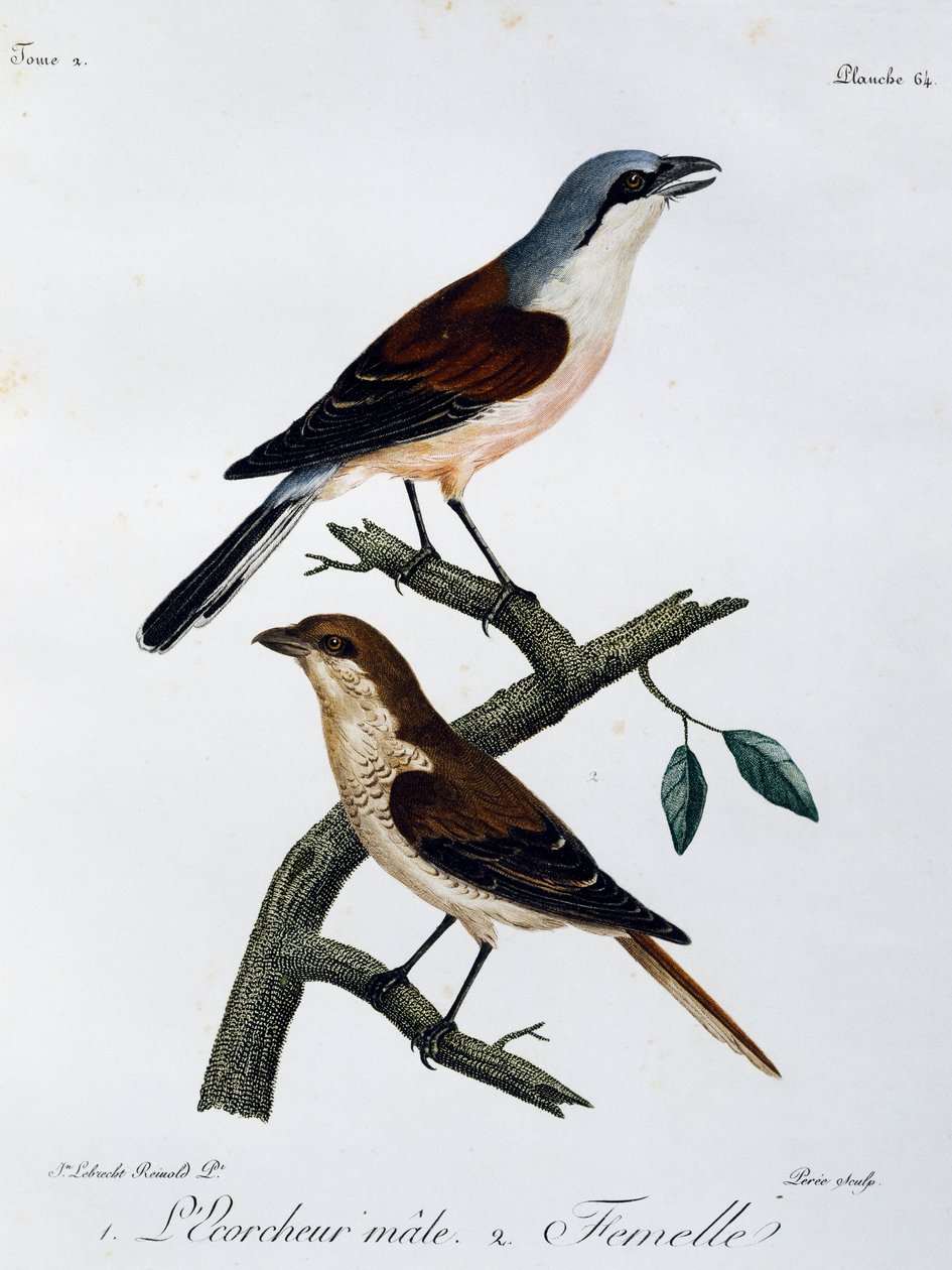 Samiec i samica dzierzby gąsiorek (Lanius collurio), grawerowanie z Histoire Naturelle des Oiseaux d