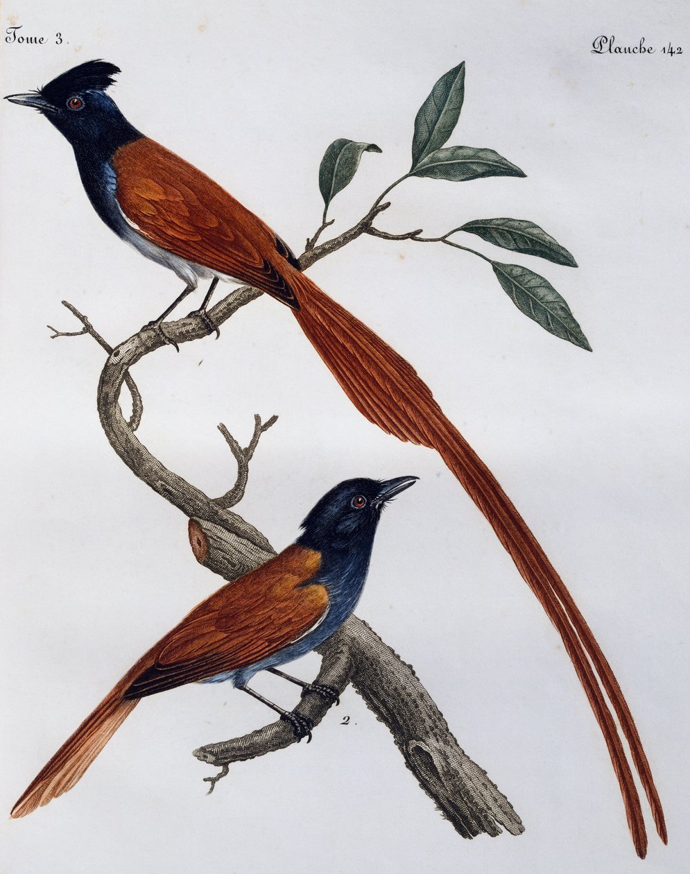 Samiec i samica muchołówki plamistej (Muscicapa striata), grawerowanie z Histoire Naturelle des Oiseaux d