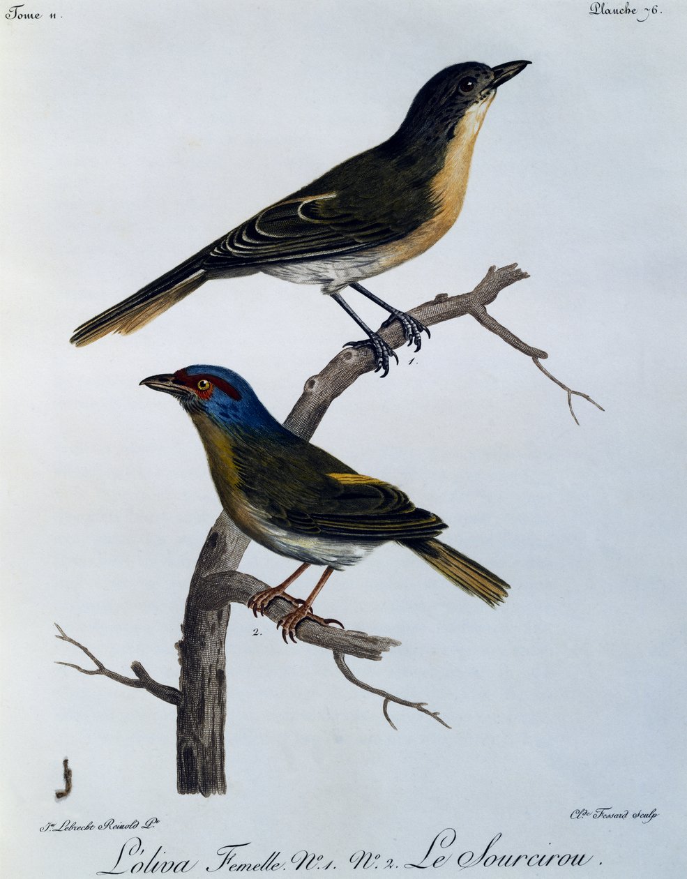 Dzierzba oliwna (Telophorus olivaceus), grawerowanie z Historii Naturalnej Ptaków Afrykańskich autorstwa Francois Le Vaillant