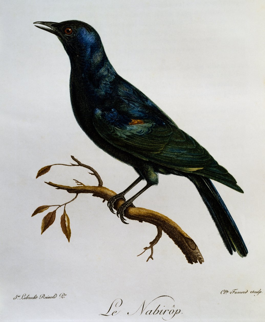 Bladoskrzydły szpak (Onychognathus nabouroup), grawer z Historii naturalnej ptaków afrykańskich autorstwa Francois Le Vaillant