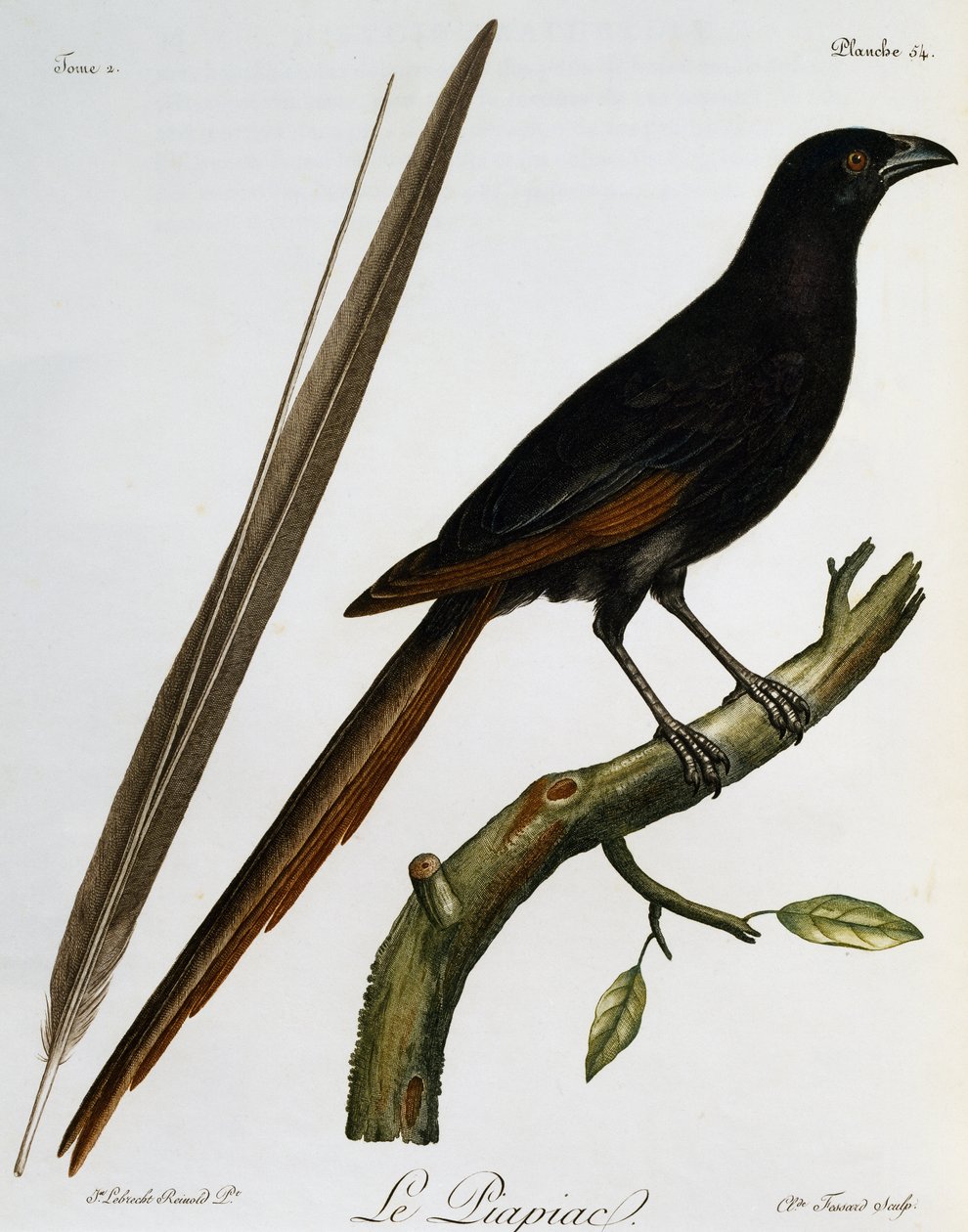 Piapiac (Ptilostomus afer), grawerowanie z Histoire Naturelle des Oiseaux d