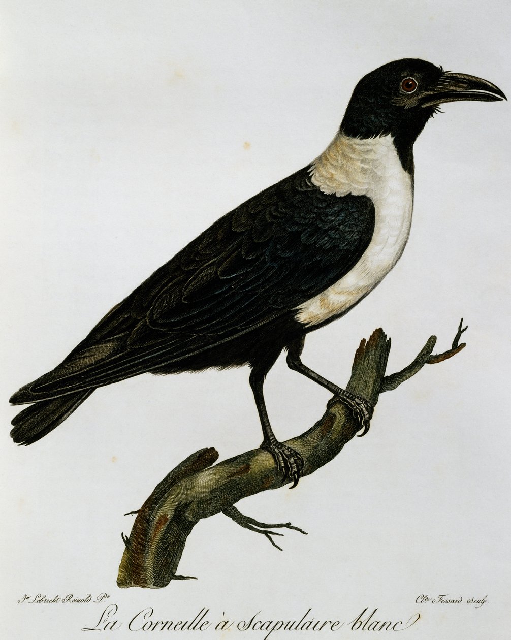 Pied Crow (Corvus albus), rycina z Historii Naturalnej Ptaków Afryki autorstwa Francois Le Vaillant