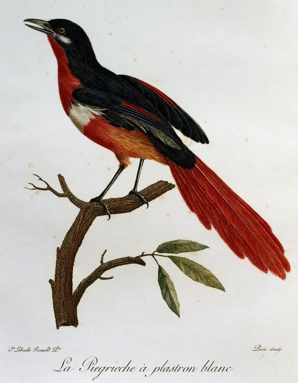 Piegriche białopierś (Lanius mystacus), grawerowanie z Histoire naturelle des Oiseaux d