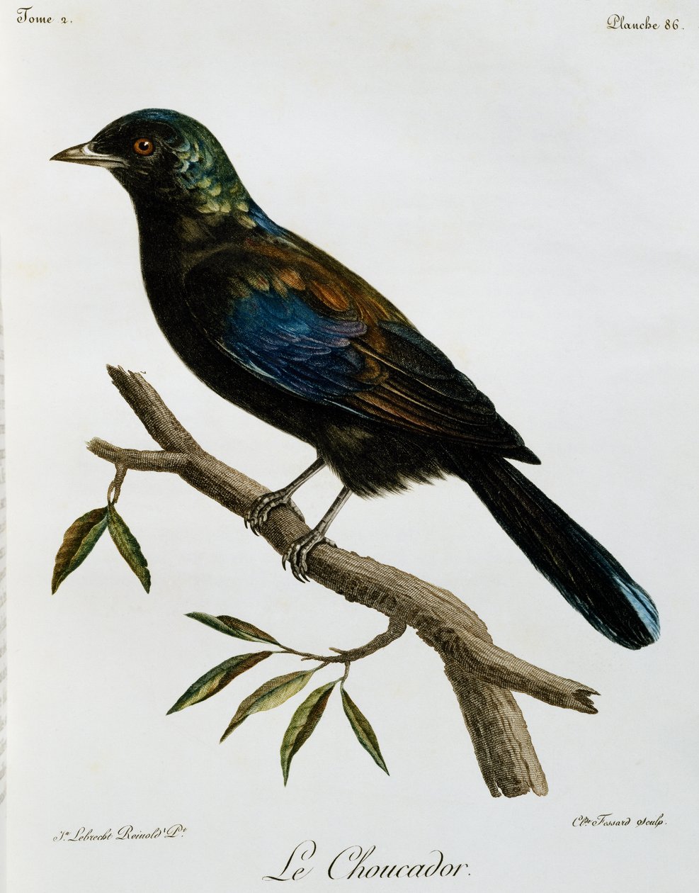 Principe Glossy-Starling (Lamprotornis ornatus), grawerowanie z Histoire Naturelle des Oiseaux d