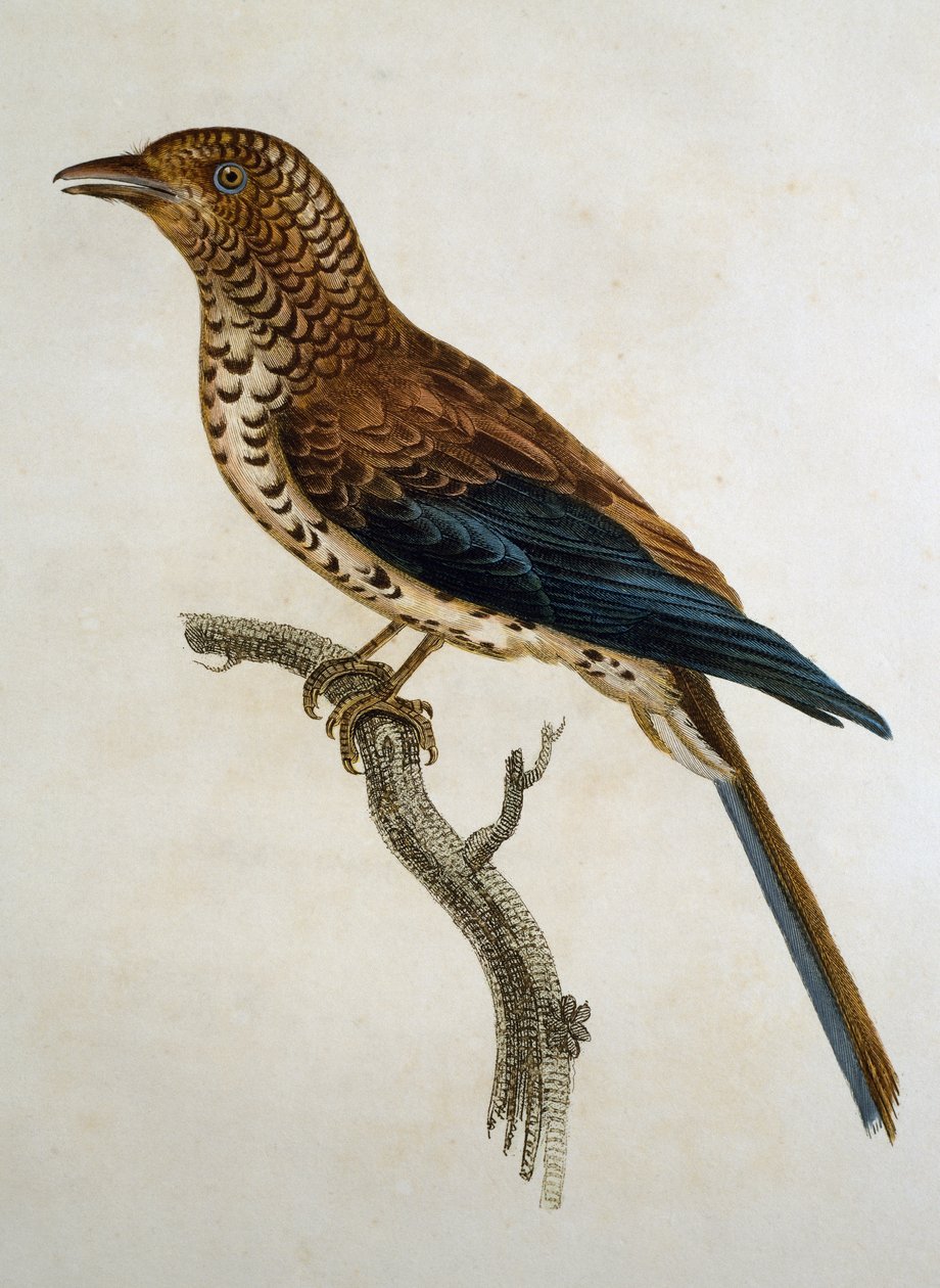 Skowronek czerwonogłowy (Calandrella cinerea), grawerowanie z Histoire Naturelle des Oiseaux d