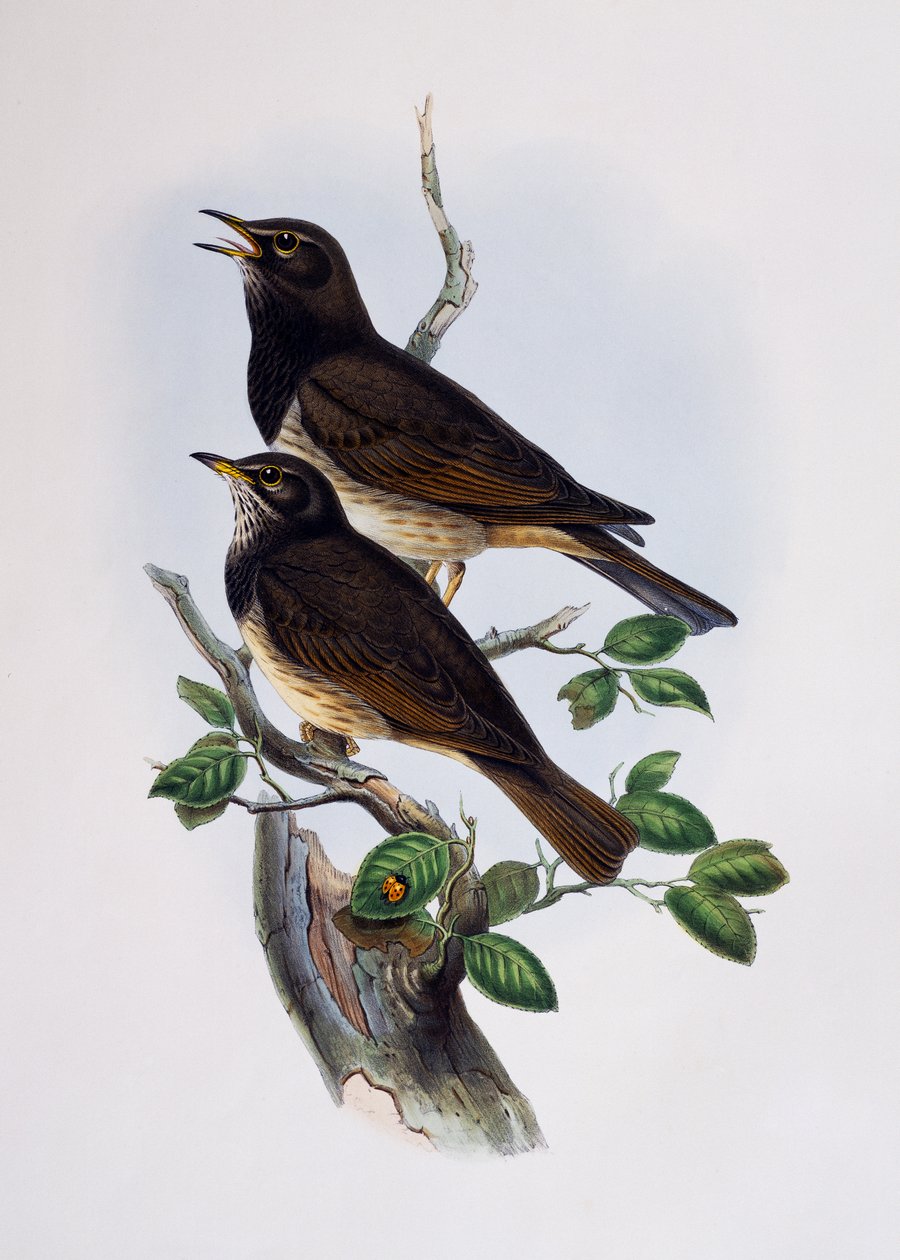 Czerwono-ramiona błyszczący-szpak (Lamprotornis nitens), grawerowanie z Histoire Naturelle des Oiseaux d