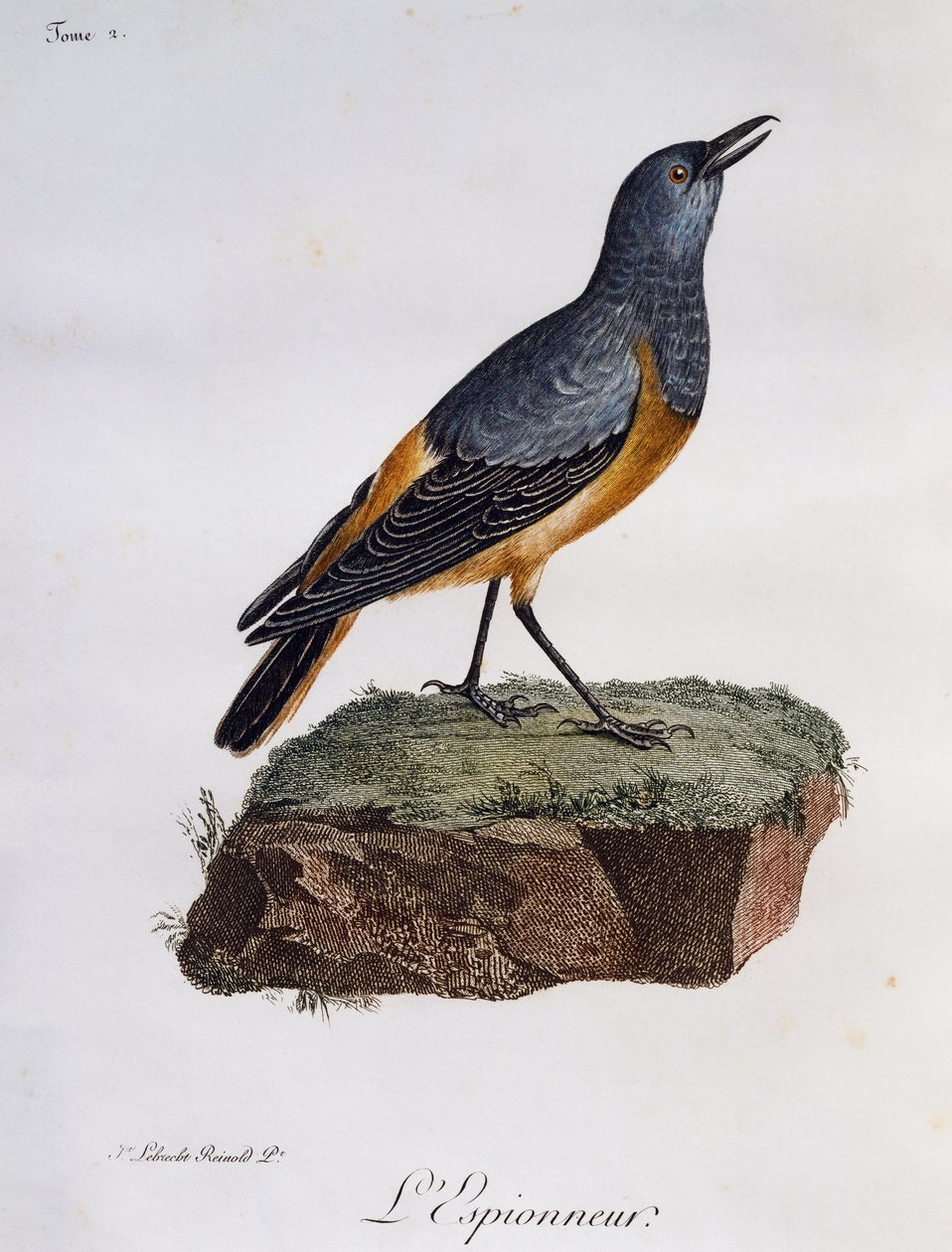 Drozd skalny wartowniczy (Monticola explorator), grawerowanie z Histoire Naturelle des Oiseaux d