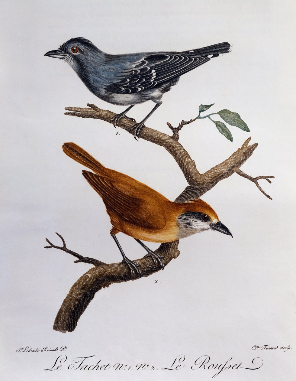 Tachet i, poniżej, Rousset, grawerowanie z Histoire Naturelle des Oiseaux d