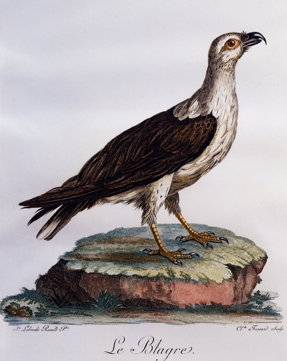 Białobrzuchy orzeł (Haliaeetus leucogaster), grawerowanie z Histoire Naturelle des Oiseaux d