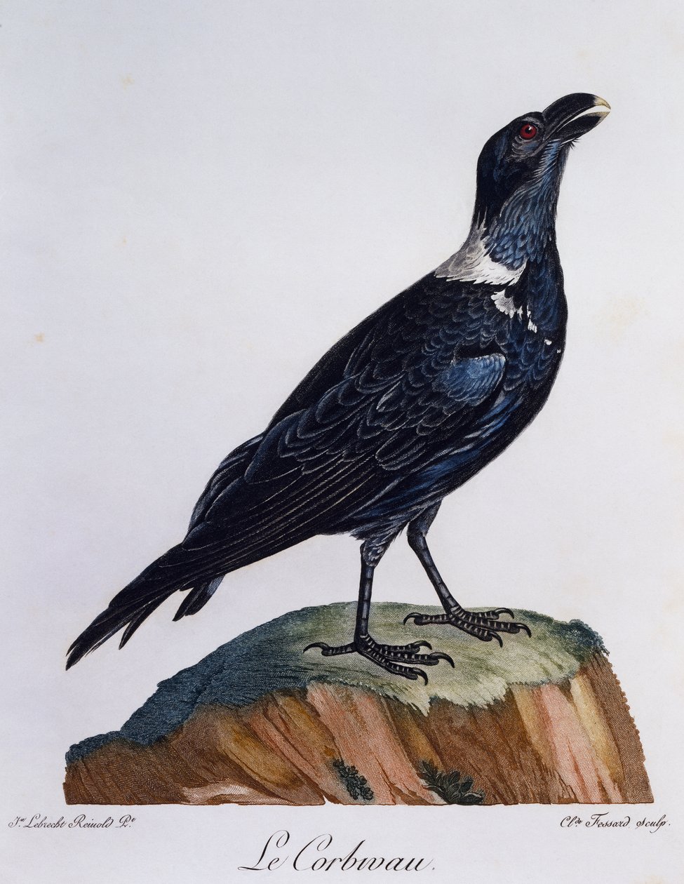 Kruk białoszyi (Corvus albicollis), rycina z Historii Naturalnej Ptaków Afrykańskich autorstwa Francois Le Vaillant