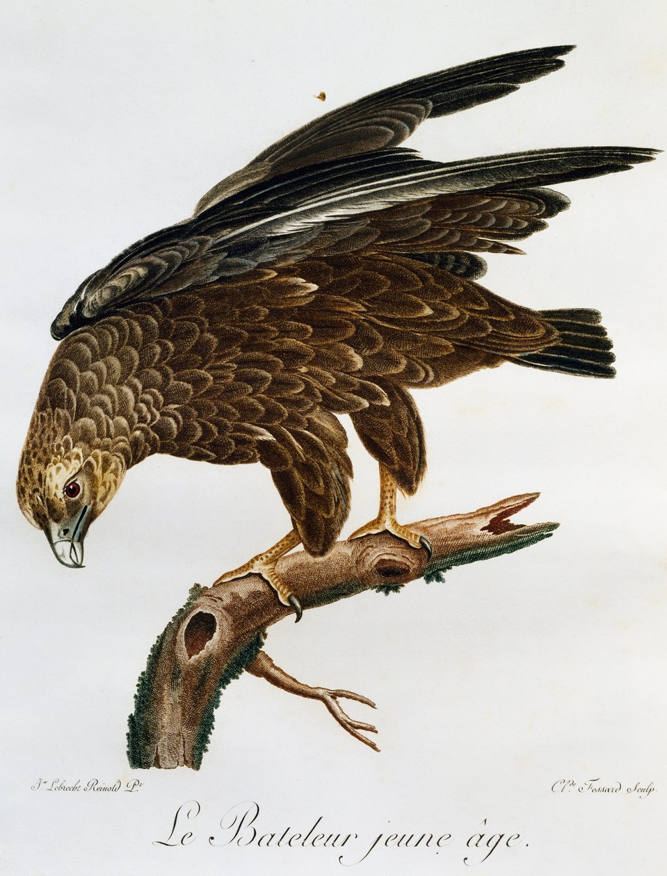 Młody Bateleur (Terathopius ecaudatus), grawerowanie z Histoire Naturelle des Oiseaux d