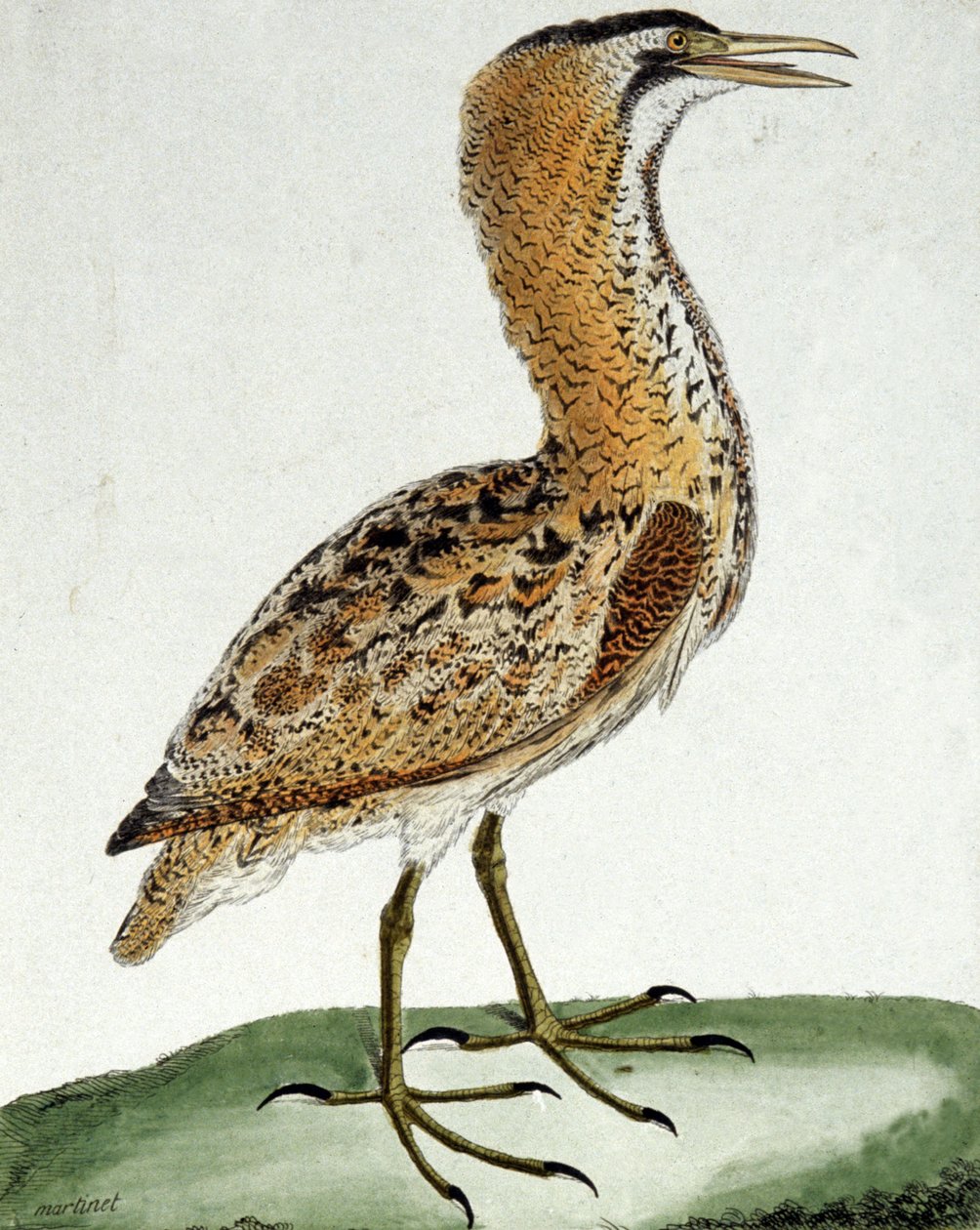 Bąk autorstwa Francois Nicolas Martinet