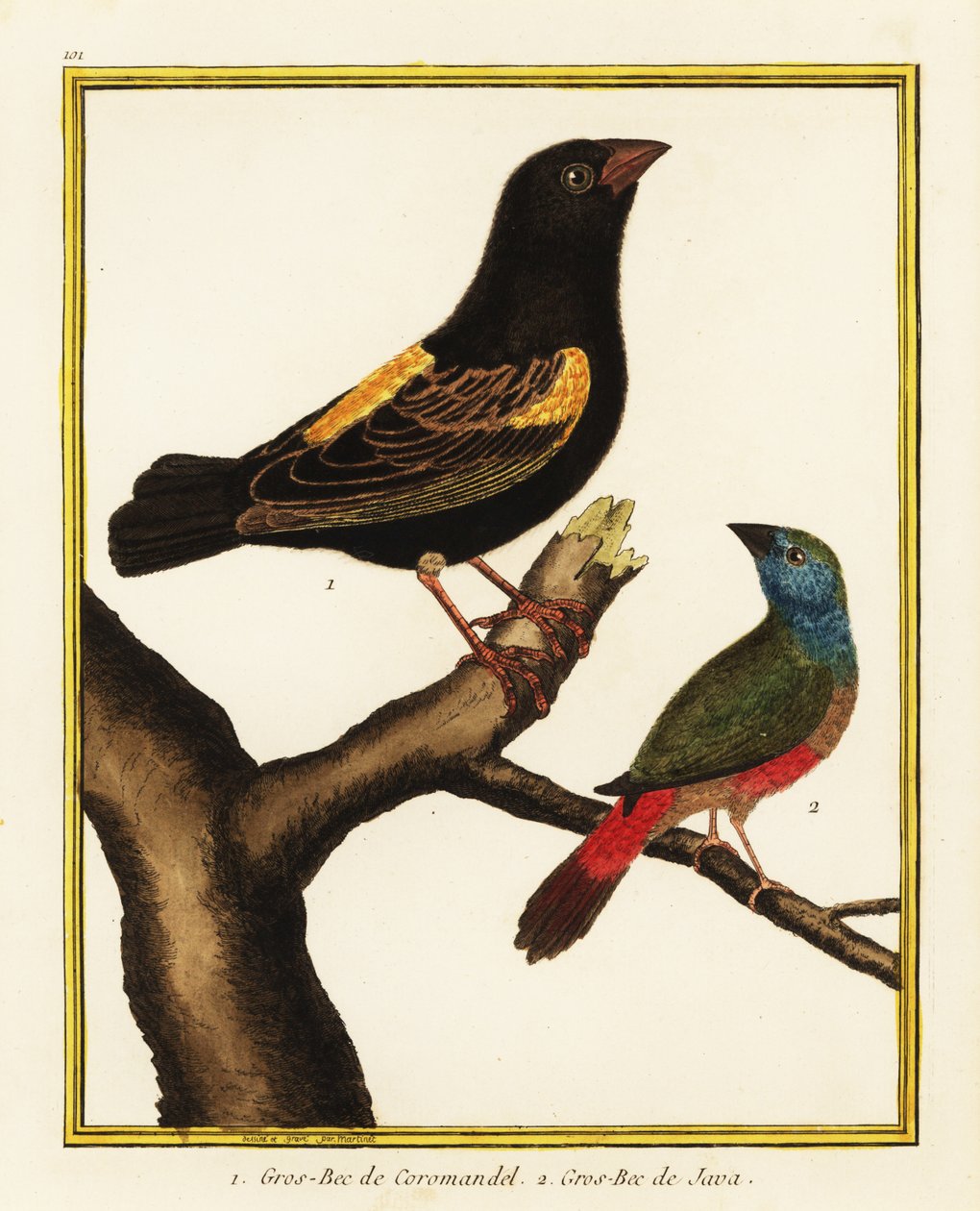 Biskup przylądkowy, Euplectes capensis 1, i papuga pręgowana, Erythrura prasina 2 autorstwa Francois Nicolas Martinet
