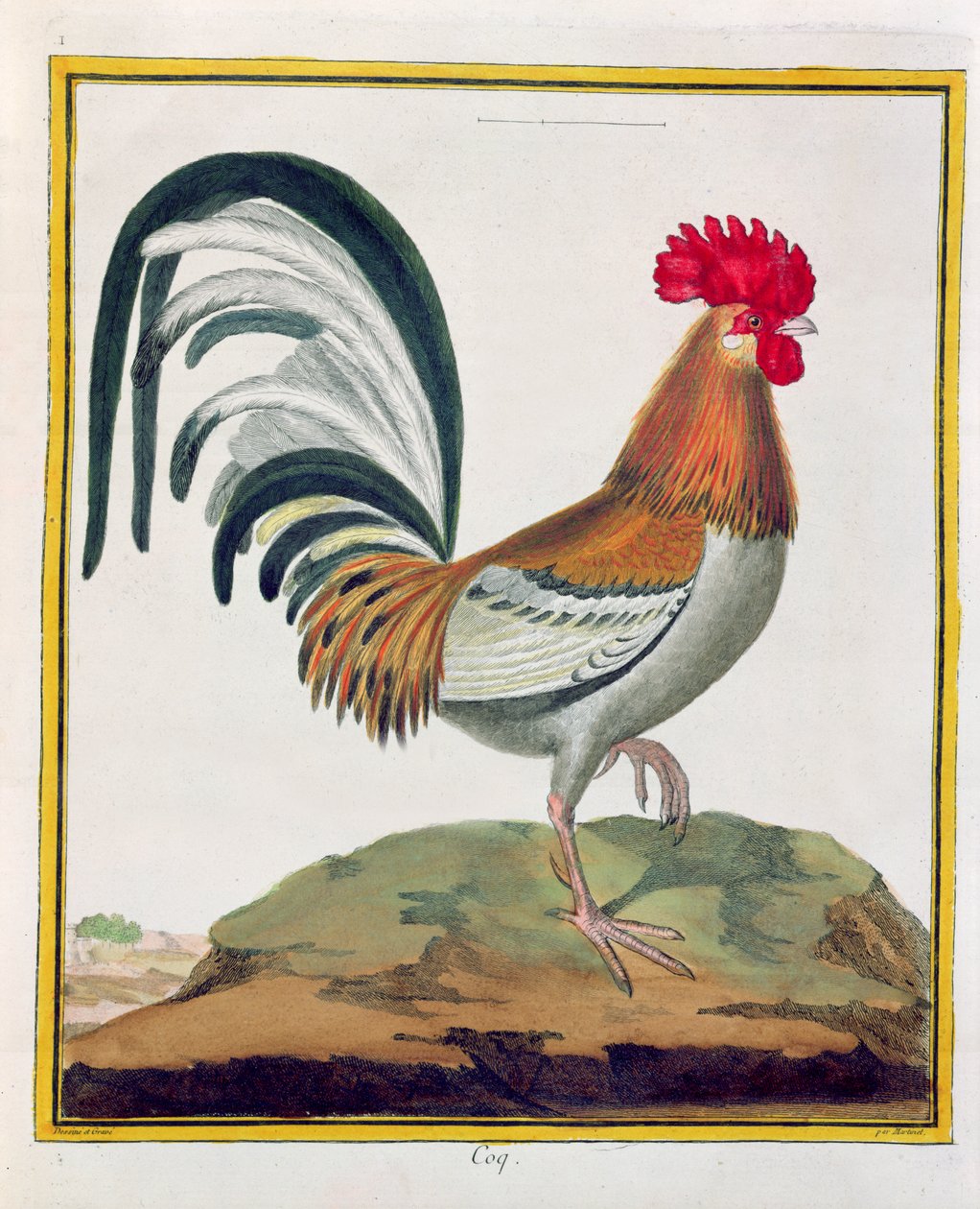 Kogucik, z „Histoire Naturelle des Oiseaux” Georgesa de Buffona (1707-88) opublikowany 1777 autorstwa Francois Nicolas Martinet