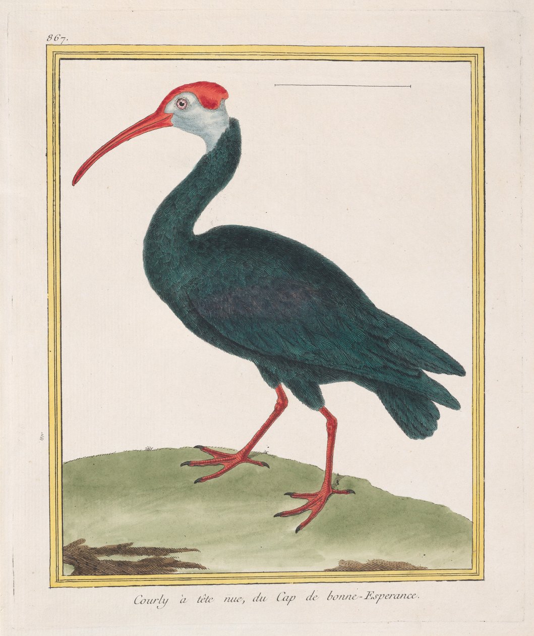 Courly z gołą głową, z Przylądka Dobrej Nadziei Ibis łysy z Przylądka Dobrej Nadziei, 1770-86. autorstwa Francois Nicolas Martinet