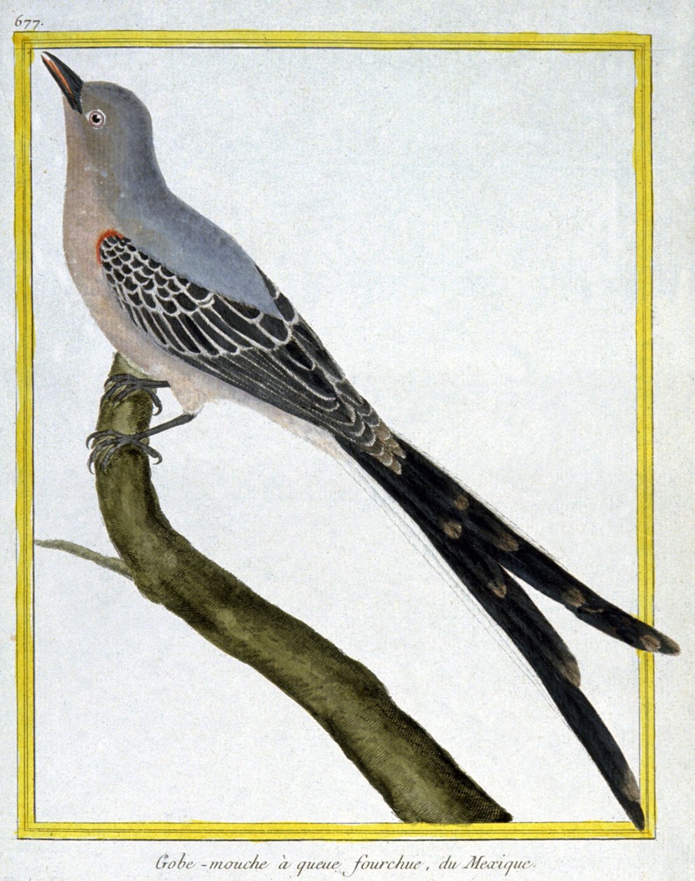 Muchy autorstwa Francois Nicolas Martinet