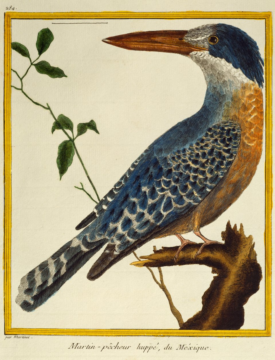Giant Kingfisher (Megaceryle maxima), z Historii Naturalnej Ptaków autorstwa Francois Nicolas Martinet
