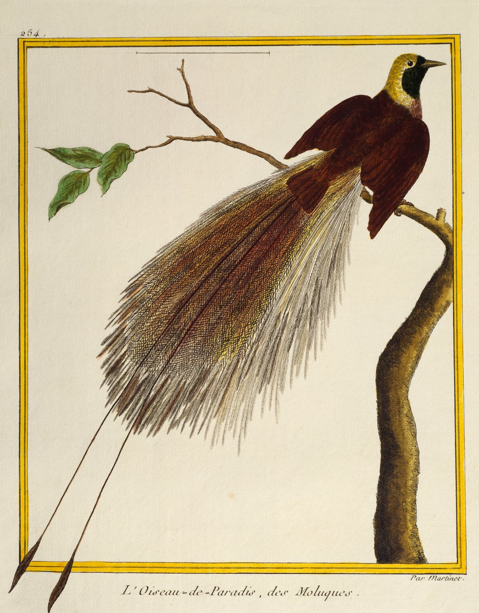 Większy ptak rajski (Paradisaea apoda), z Historii Naturalnej Ptaków autorstwa Francois Nicolas Martinet