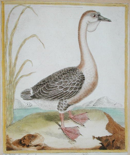 Guinea Duck, z „Histoire Naturelle des Oiseaux” Georgesa de Buffona (1707-88) opublikowane 1777 (kolorowa grawerunek) autorstwa Francois Nicolas Martinet