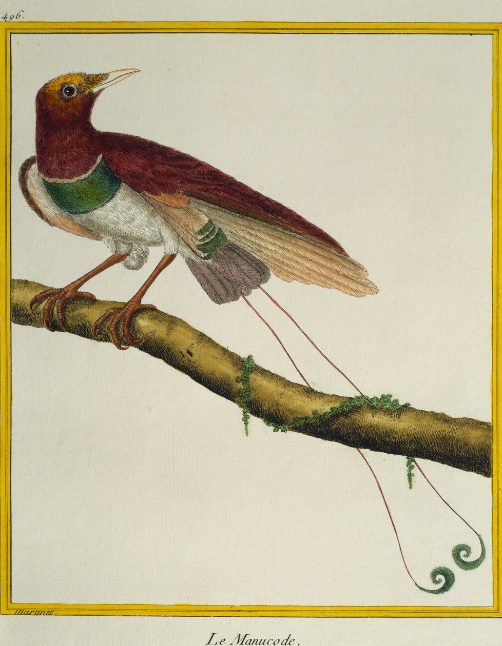 Rajski ptak królewski (Cicinnurus regius), z Historii Naturalnej Ptaków autorstwa Francois Nicolas Martinet