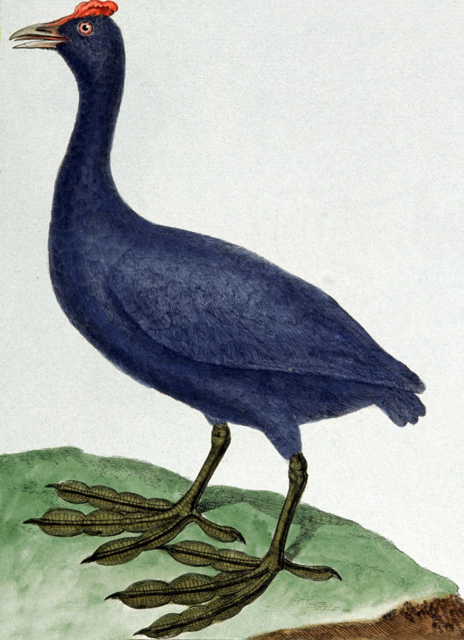 Madagaskar autorstwa Francois Nicolas Martinet
