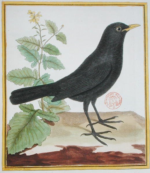 Samiec francuski kos, z „Histoire Naturelle des Oiseaux” Georges du Buffon ((1707-88) opublikowany 1777 (kolorowa grawerunek) autorstwa Francois Nicolas Martinet