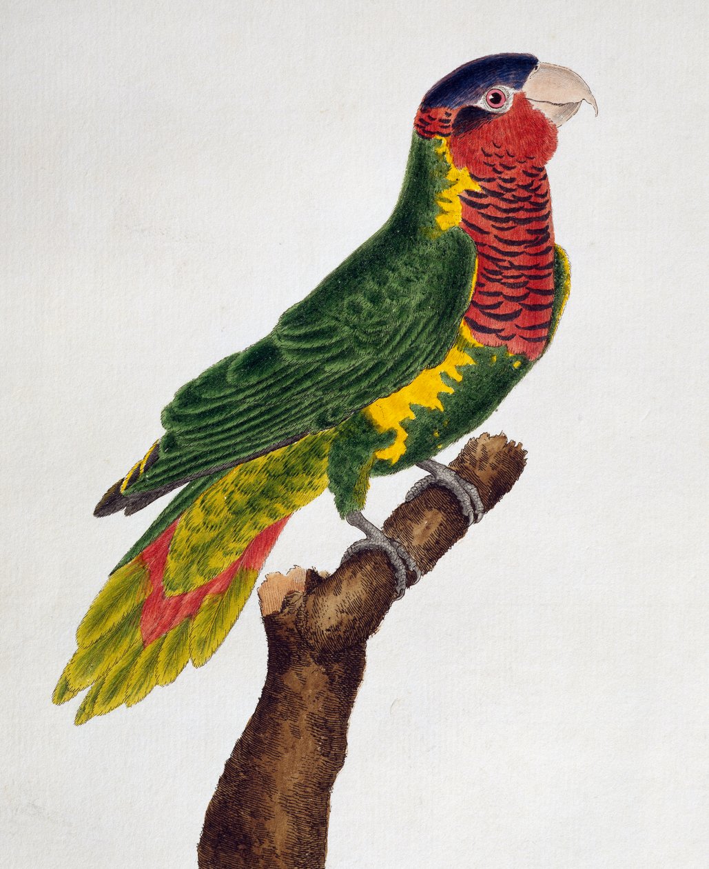 Lorka ozdobna (Trichoglossus ornatus), z Historia naturalna ptaków autorstwa Francois Nicolas Martinet