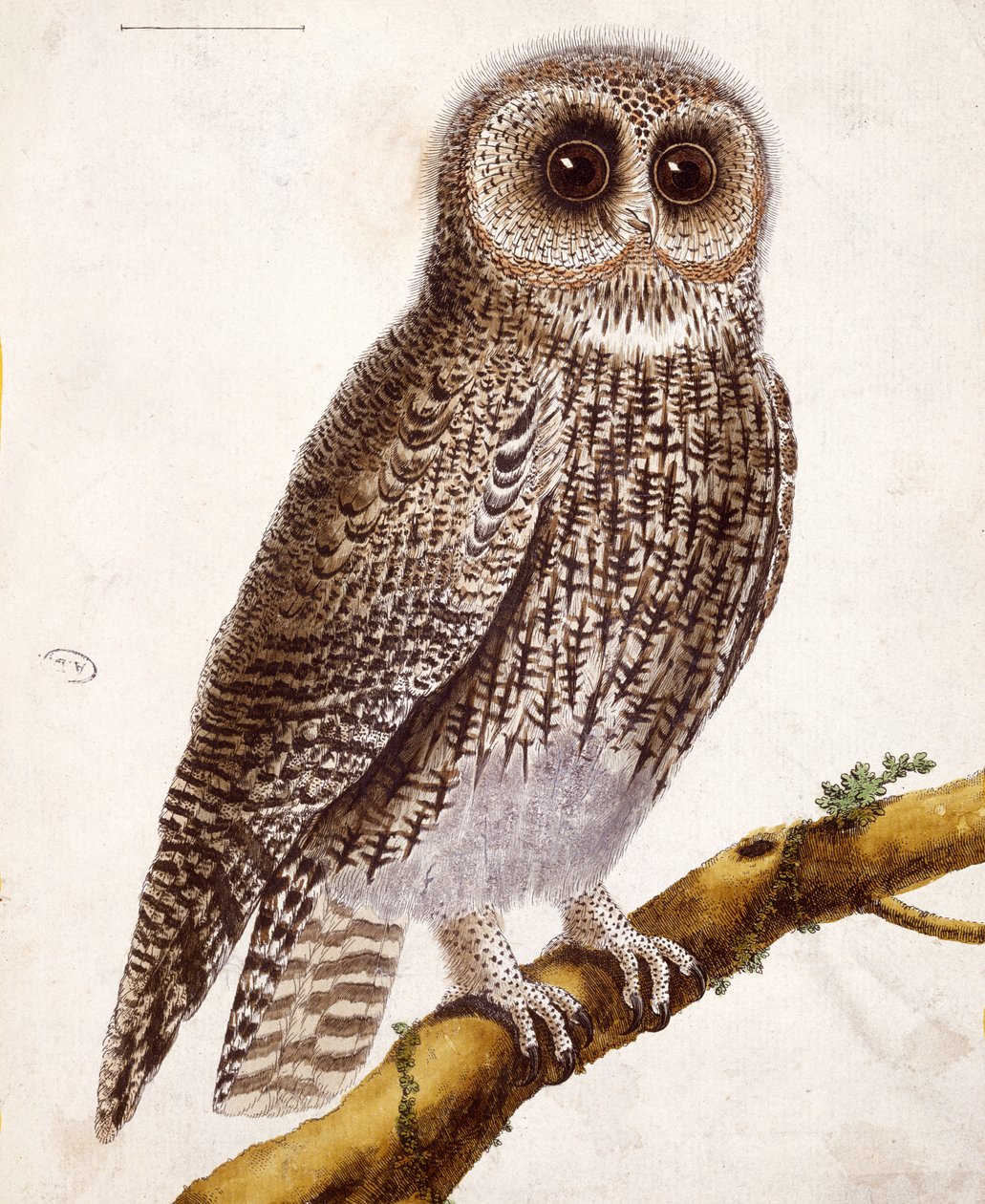 Sowa, z „Histoire Naturelle des Oiseaux” Georgesa de Buffona (1707-88) wydana w 1777 r. autorstwa Francois Nicolas Martinet