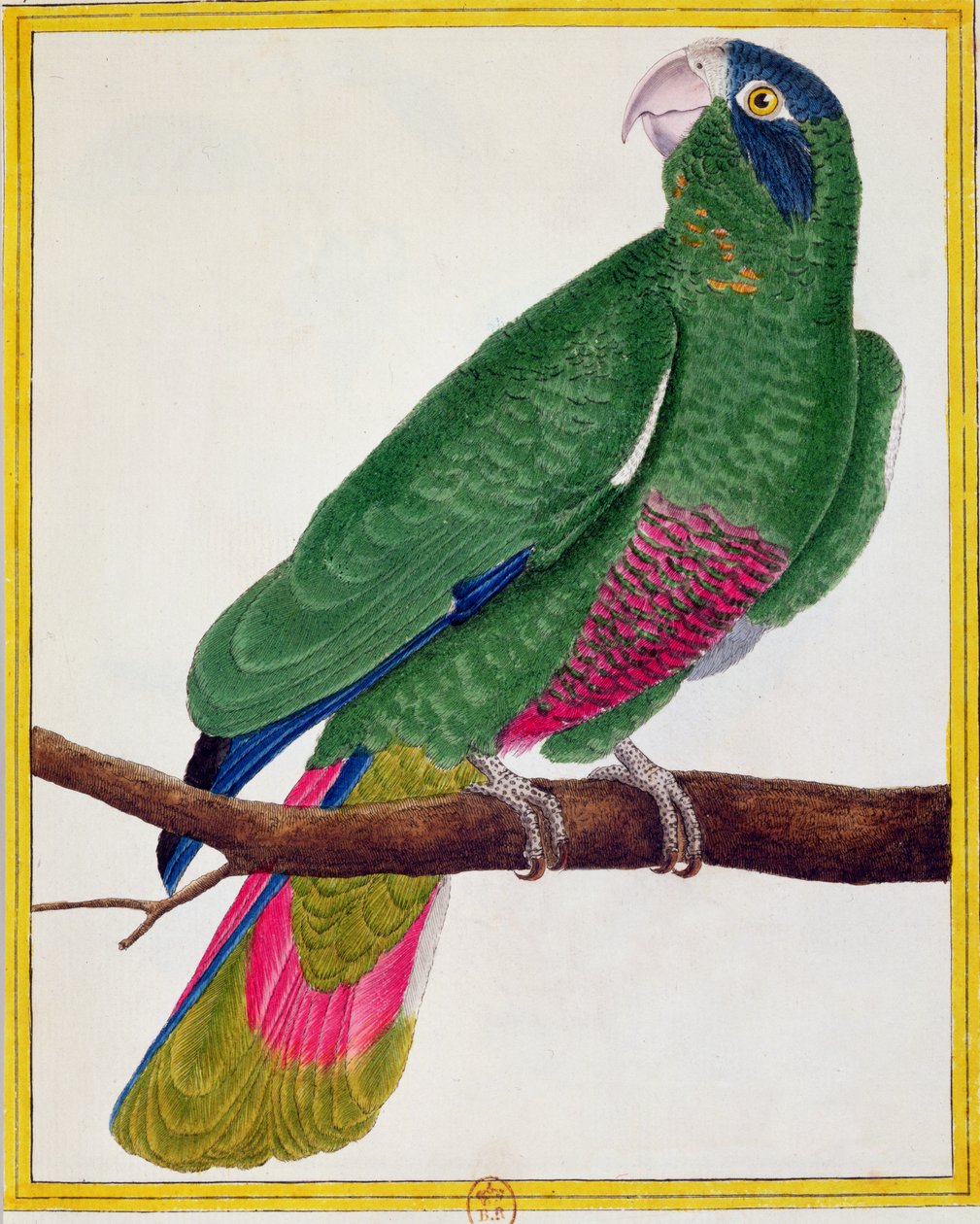 Papuga, z „Histoire Naturelle des Oiseaux” Georgesa de Buffona (1707-88) wydana w 1777 r. autorstwa Francois Nicolas Martinet