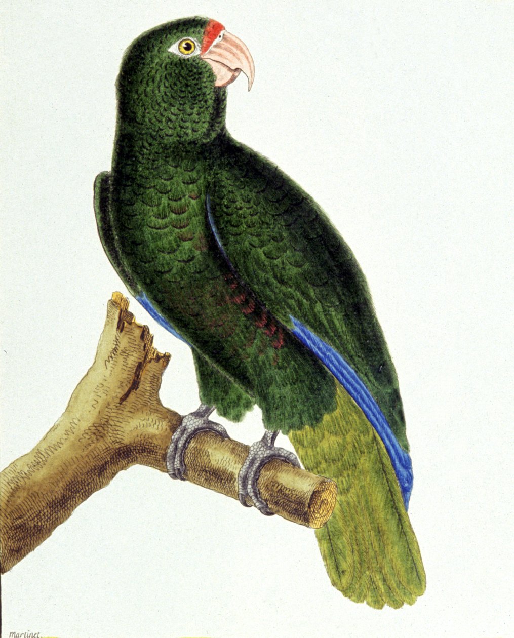 Papuga Santo Domingo autorstwa Francois Nicolas Martinet
