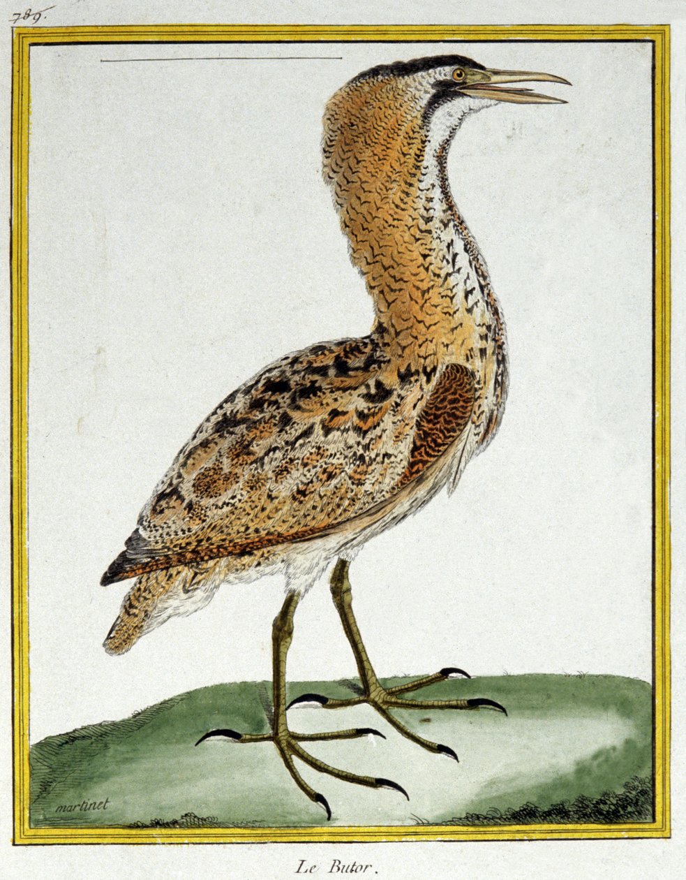 Nauki ścisłe. zoologia. Bąk. Grawer Francois Nicolas Martinet w: Natural History of Birds, Georges Louis Leclerc de Buffon, Francja, ok. 1777 (kolorowy grawer) autorstwa Francois Nicolas Martinet