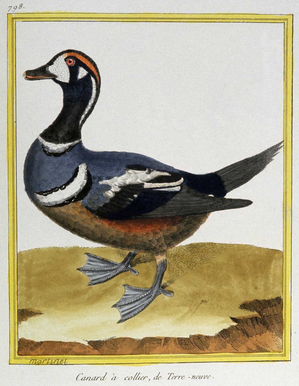 Nauki ścisłe. zoologia. Kaczka z Nowej Fundlandii. Grawerowanie Francois Nicolas Martinet w: Natural History of Birds, Georges Louis Leclerc de Buffon, Francja, ok. 1777 (kolorowe grawerowanie) autorstwa Francois Nicolas Martinet