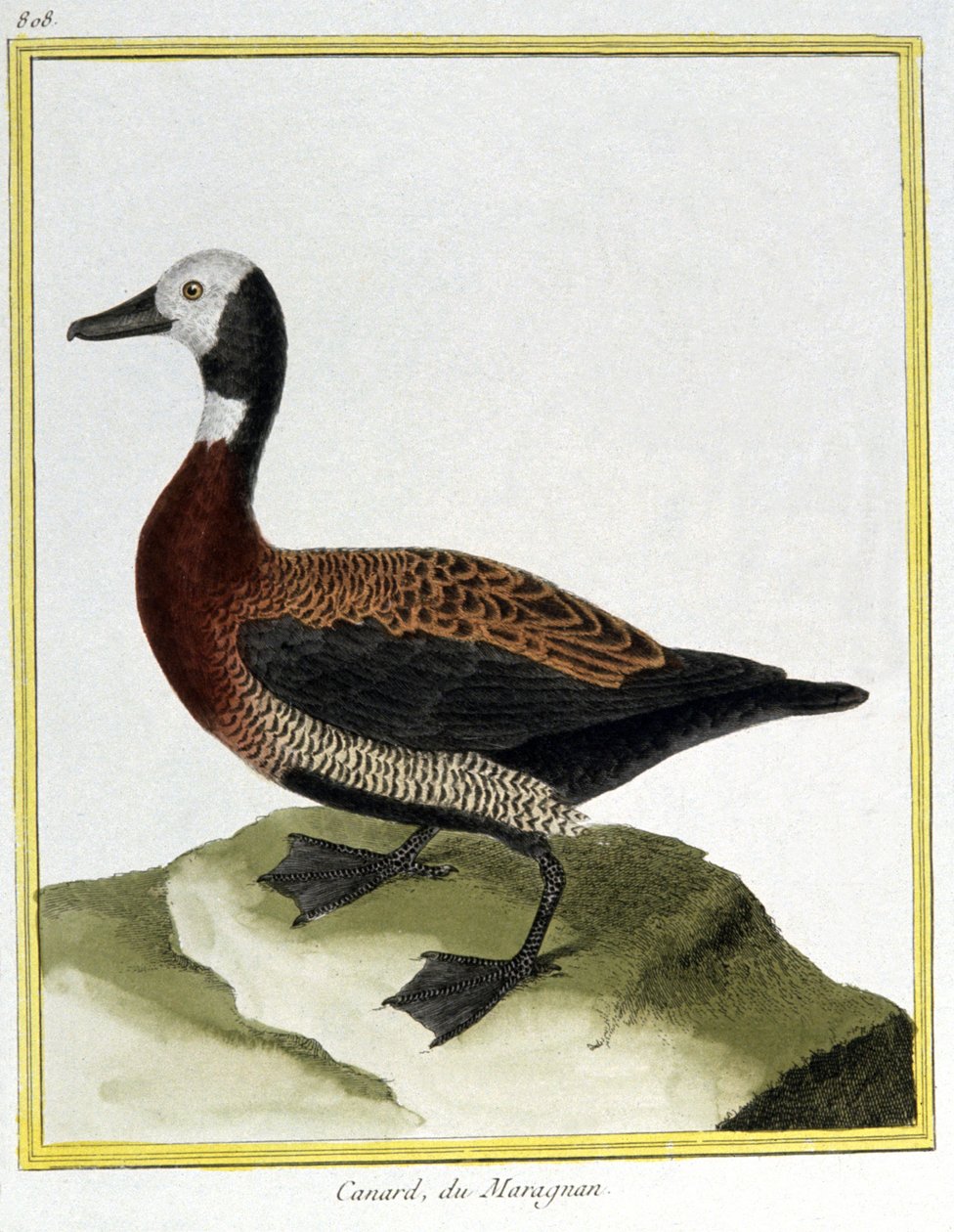 Nauki ścisłe. zoologia. Świstun euroazjatycki. Grawer Francois Nicolas Martinet w: Natural History of Birds, Georges Louis Leclerc de Buffon, Francja, ok. 1777 (kolorowy grawer) autorstwa Francois Nicolas Martinet