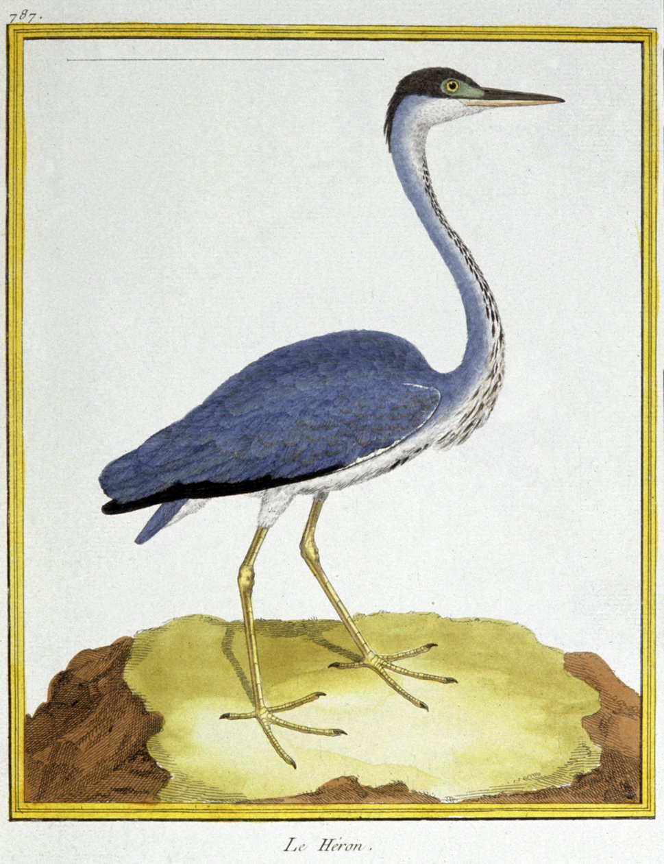 Nauki ścisłe. zoologia. Czapla. Grawer Francois Nicolas Martinet w: Natural History of Birds, Georges Louis Leclerc de Buffon, Francja, ok. 1777 (kolorowy grawer) autorstwa Francois Nicolas Martinet