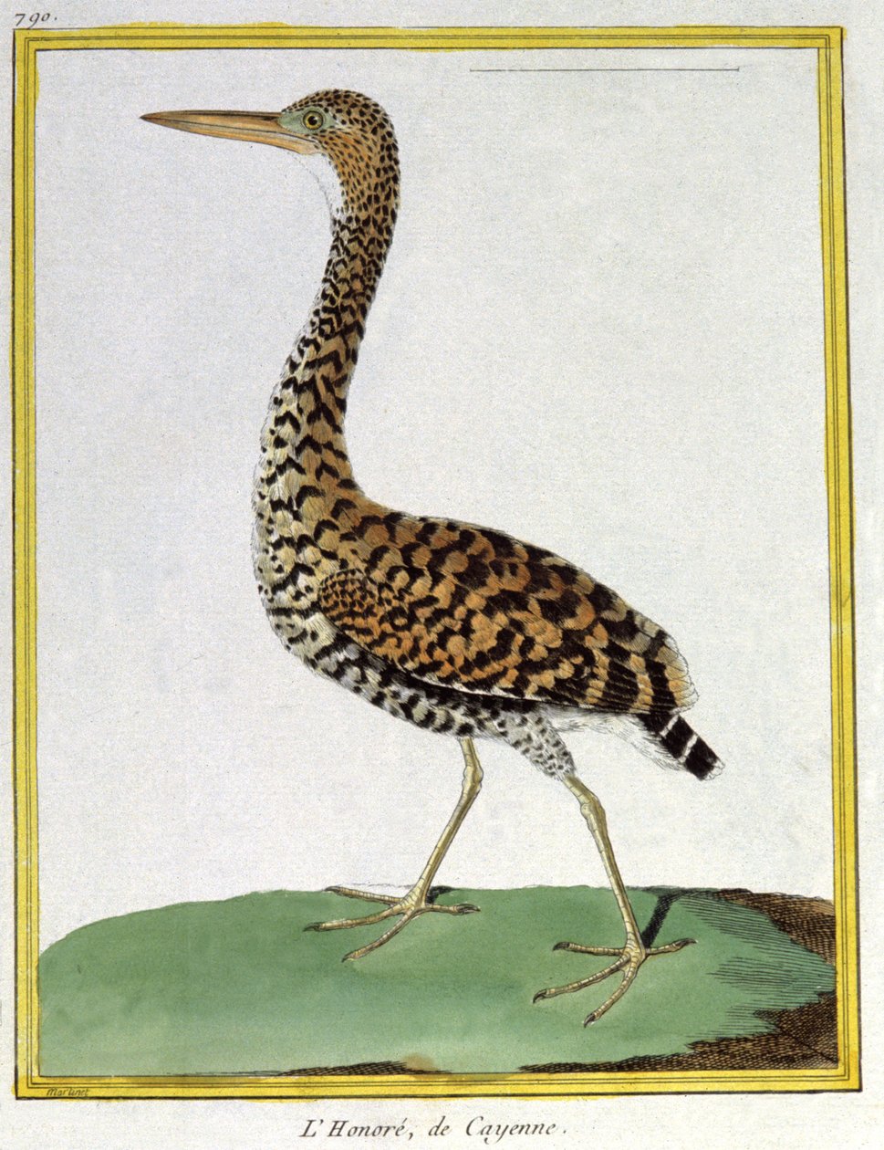 Nauki ścisłe. zoologia. Czapla z Cayenne (Gujana Francuska). Grawer Francois Nicolas Martinet w: Natural History of Birds, Georges Louis Leclerc de Buffon, Francja, ok. 1777 (kolorowy grawer) autorstwa Francois Nicolas Martinet