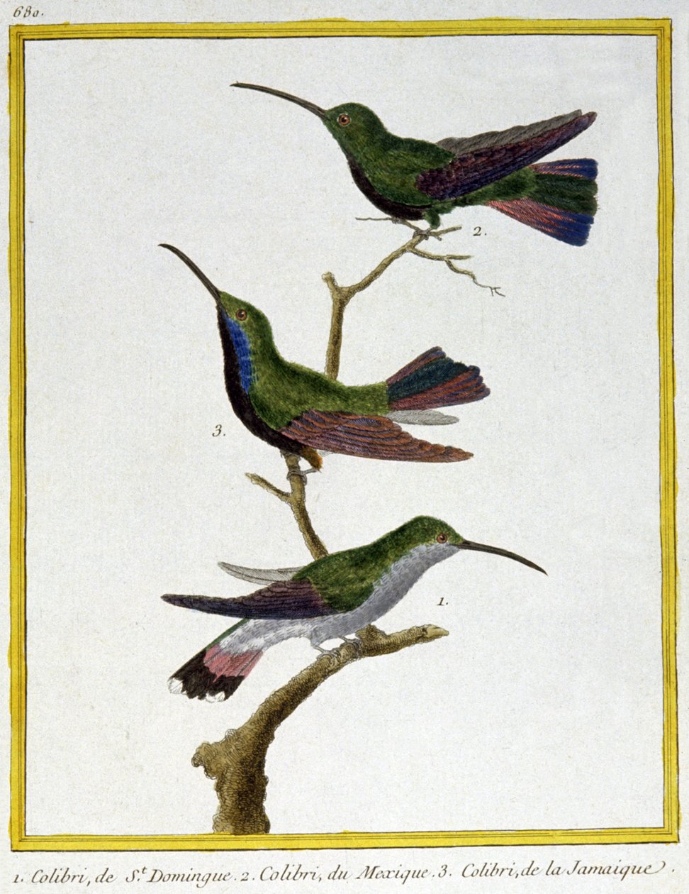 Nauki ścisłe. zoologia. Koliber z Santo Domingo, Meksyku i Jamajki. Grawer Francois Nicolas Martinet w: Natural History of Birds, Georges Louis Leclerc de Buffon, Francja, ok. 1777 (kolorowy grawer) autorstwa Francois Nicolas Martinet