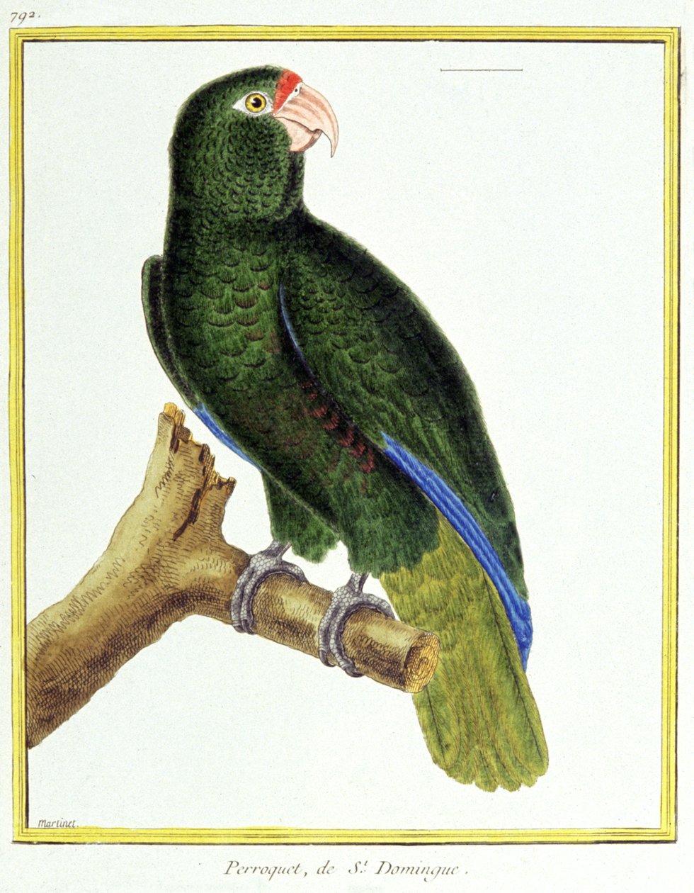 Nauki ścisłe. zoologia. Papuga Santo Domingo. Grawer Francois Nicolas Martinet w: Natural History of Birds, Georges Louis Leclerc de Buffon, Francja, ok. 1777 (kolorowy grawer) autorstwa Francois Nicolas Martinet