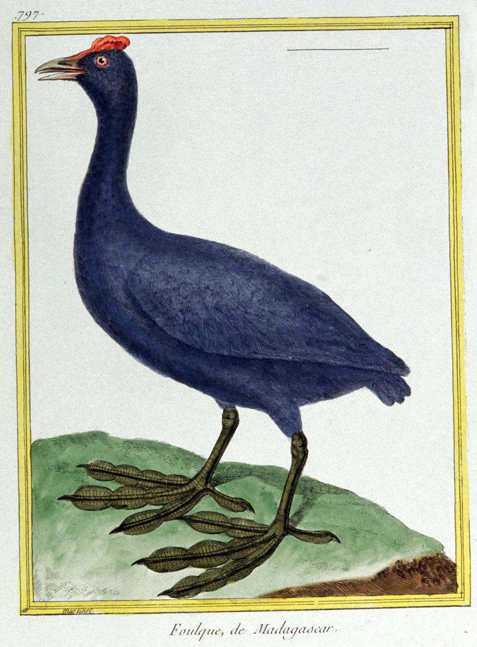 Nauki ścisłe. zoologia. Czerwone pohukiwania (z Madagaskaru). Grawer Francois Nicolas Martinet w: Natural History of Birds, Georges Louis Leclerc de Buffon, Francja, ok. 1777 (kolorowy grawer) autorstwa Francois Nicolas Martinet