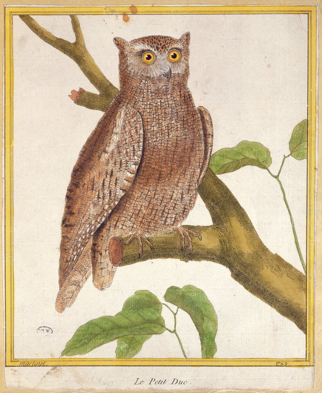 Sowa płomykówka, z "Histoire Naturelle des Oiseaux" Georgesa de Buffona (1707-88) opublikowanej w 1777 r. autorstwa Francois Nicolas Martinet