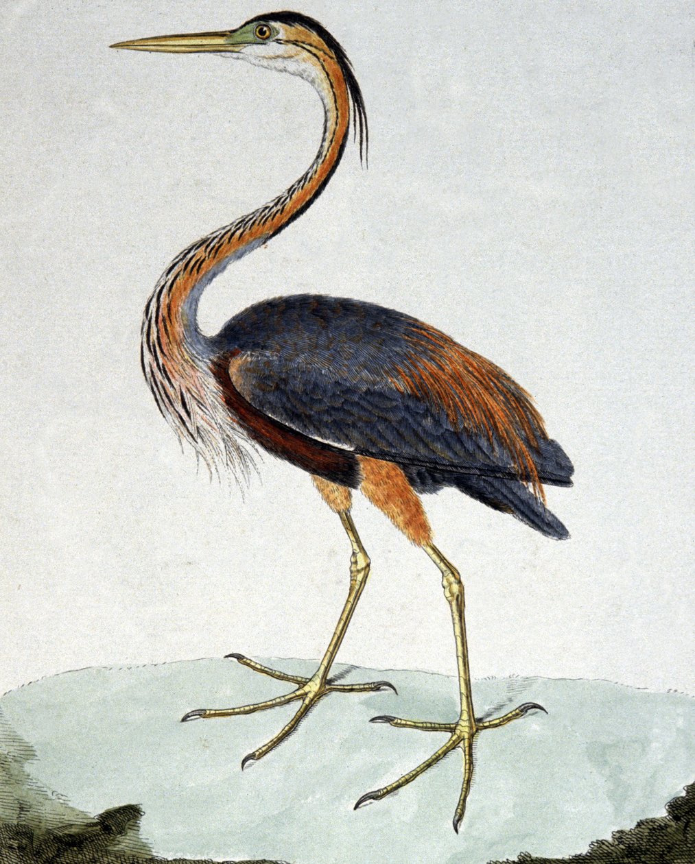 Purpurowa czapla autorstwa Francois Nicolas Martinet