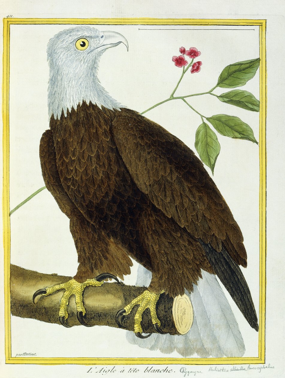 Orzeł białogłowy, ok. 1770-1786 autorstwa Francois Nicolas Martinet