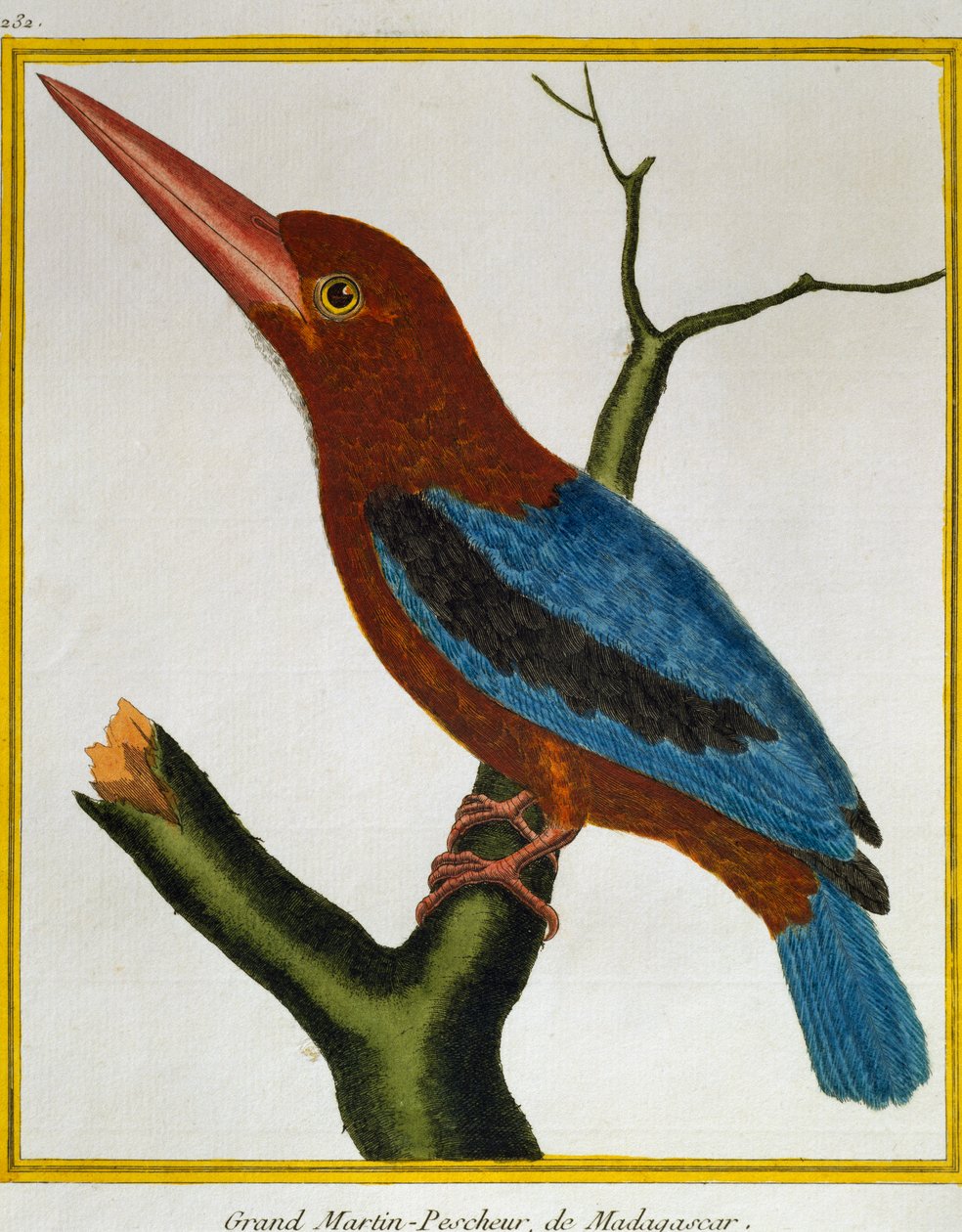 Zimorodek białogardły (Halcyon smyrnensis), z Historii Naturalnej Ptaków autorstwa Francois Nicolas Martinet