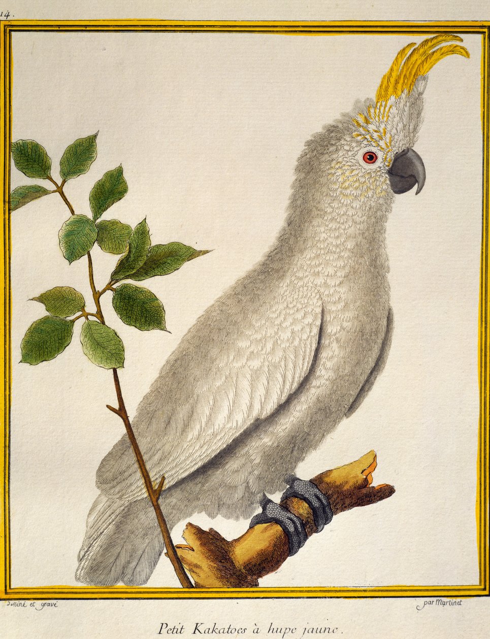Kakadu żółtoczuba (Cacatua sulphurea), z historii naturalnej ptaków autorstwa Francois Nicolas Martinet