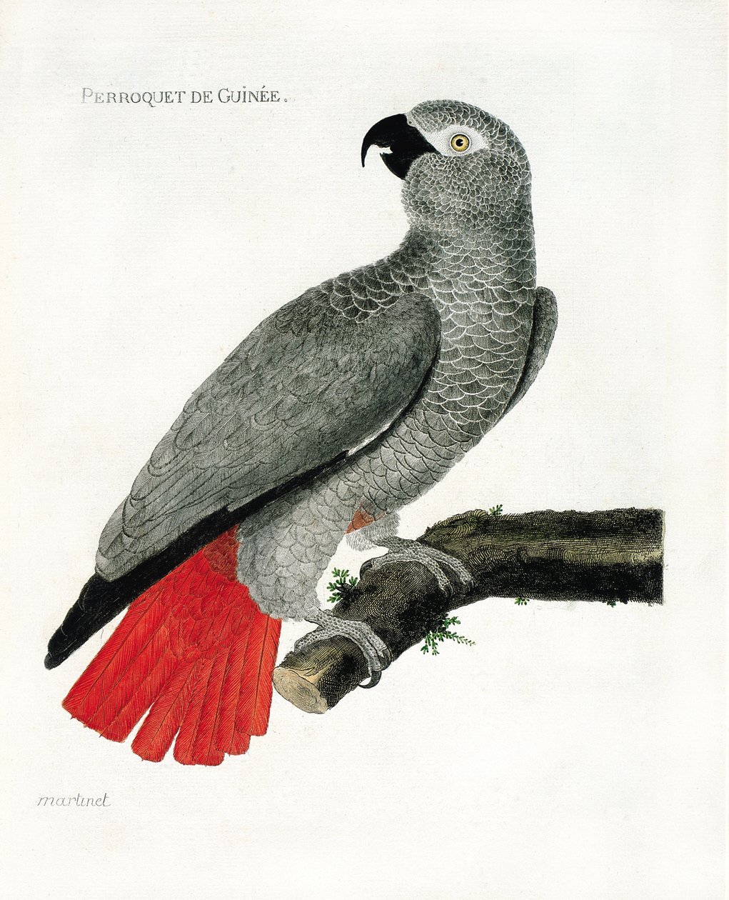 Zoo (ornitologia): Papuga gwinei (papuga szara lub psittacus erythacus) na gałęzi. Ilustracja w „Historii ptaków malowanych w ich pozornych i wrażliwych aspektach” Francois Nicolas Martinet (1731-1800). Prywatna kolekcja. autorstwa Francois Nicolas Martinet