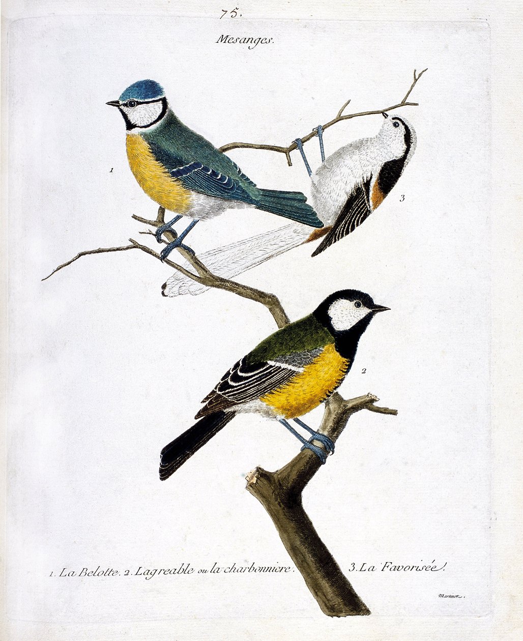 Tablica zoologiczna (ornitologia): Mesanges. 1: belotte (niebieski mesange lub caeruleus), 2. przyjemne lub charbonniere (mesange charbonniere lub parus major). autorstwa Francois Nicolas Martinet