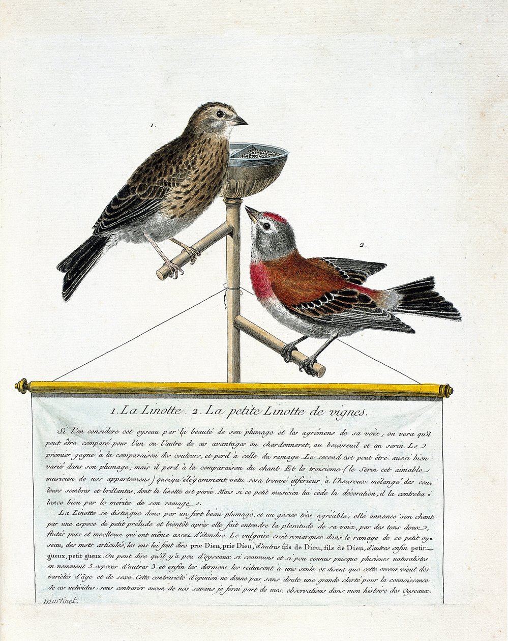 Tablica zoologiczna (ornitologia): od góry do dołu: Linotte (melodyjny linotte) i mały linotte z winorośli (carduelis cannabina) na grzędzie. Ilustracja w „Historii ptaków, namalowanych w ich pozornych i wrażliwych aspektach” Francoi autorstwa Francois Nicolas Martinet